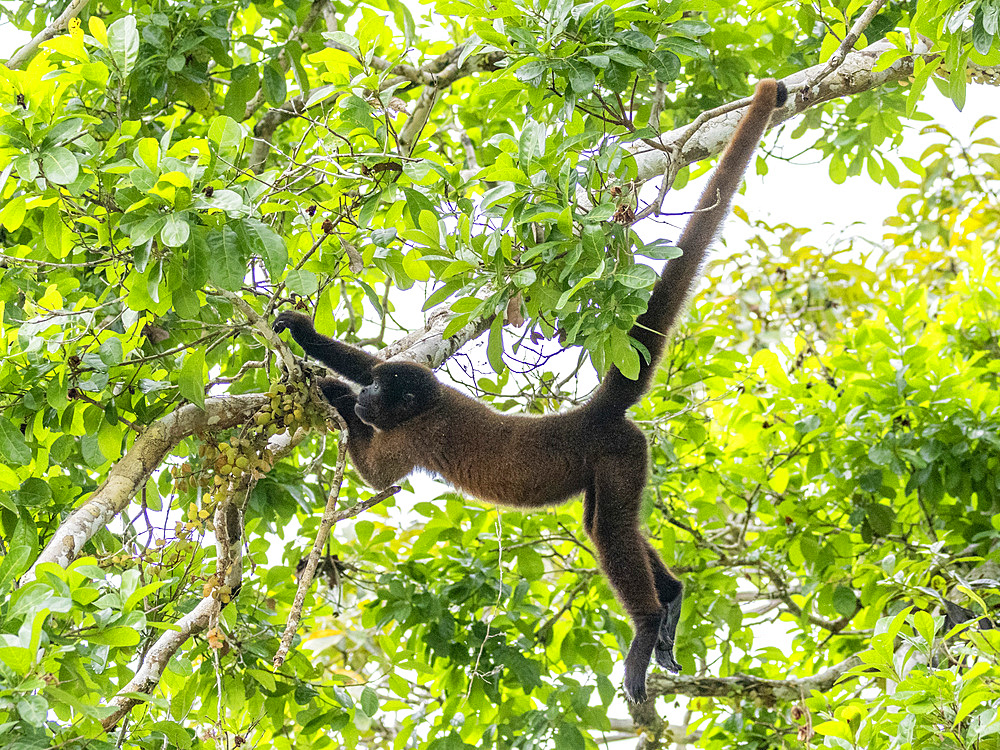 An adult common woolly monkey, Lagothrix lagothricha, climbing in a tree within the Pacaya Samiria Preserve, Peru.