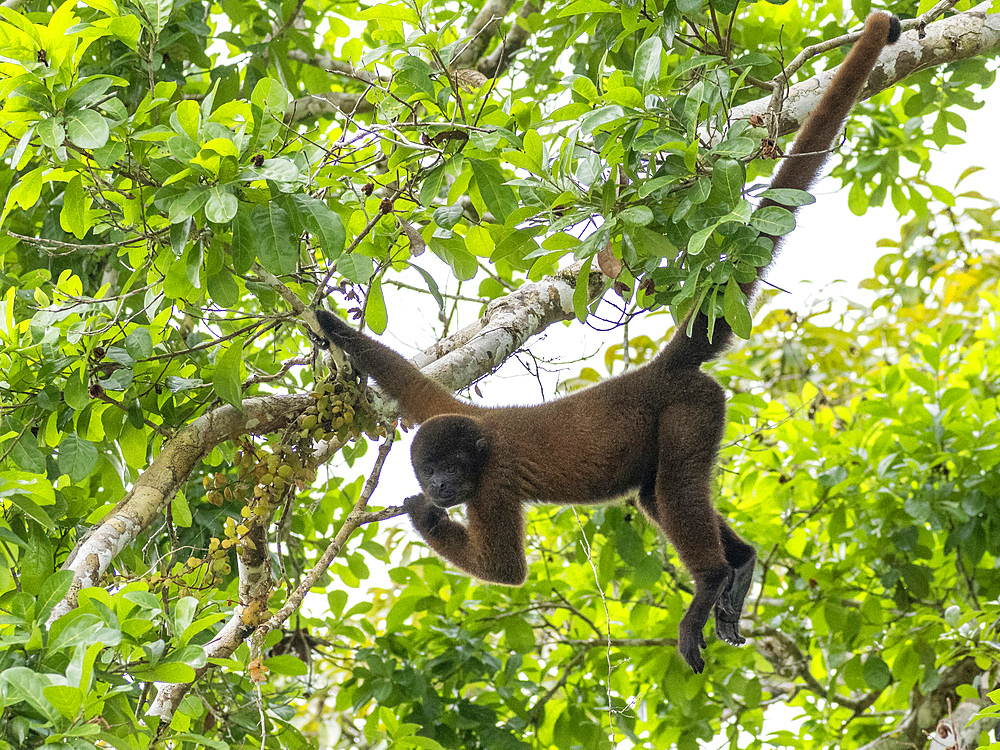 An adult common woolly monkey, Lagothrix lagothricha, climbing in a tree within the Pacaya Samiria Preserve, Peru.