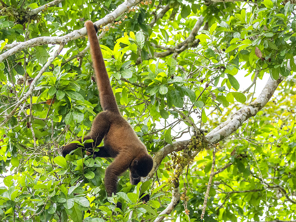 An adult common woolly monkey, Lagothrix lagothricha, climbing in a tree within the Pacaya Samiria Preserve, Peru.
