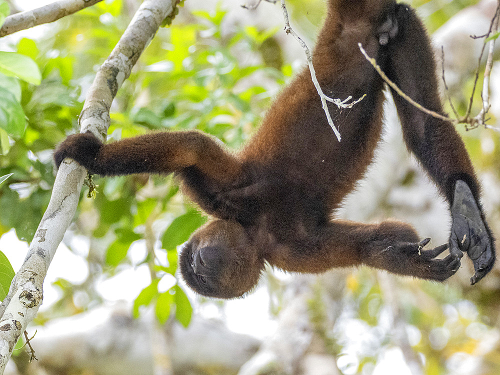An adult common woolly monkey, Lagothrix lagothricha, climbing in a tree within the Pacaya Samiria Preserve, Peru.