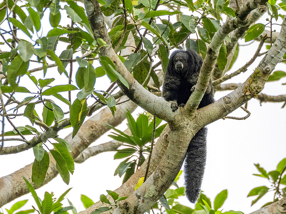 An adult Isabel's monk saki monkey, Pithecia isabela, sitting in a tree within the Pacaya Samiria Preserve, Peru.