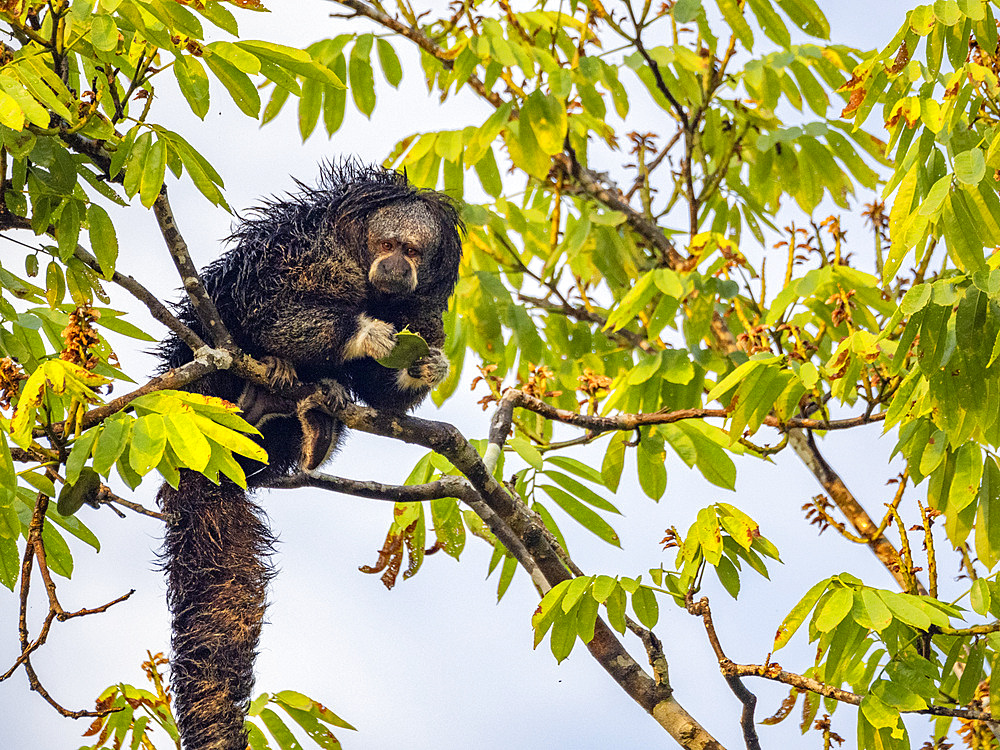 An adult Isabel's monk saki monkey, Pithecia isabela, feeding in a tree within the Pacaya Samiria Preserve, Peru.