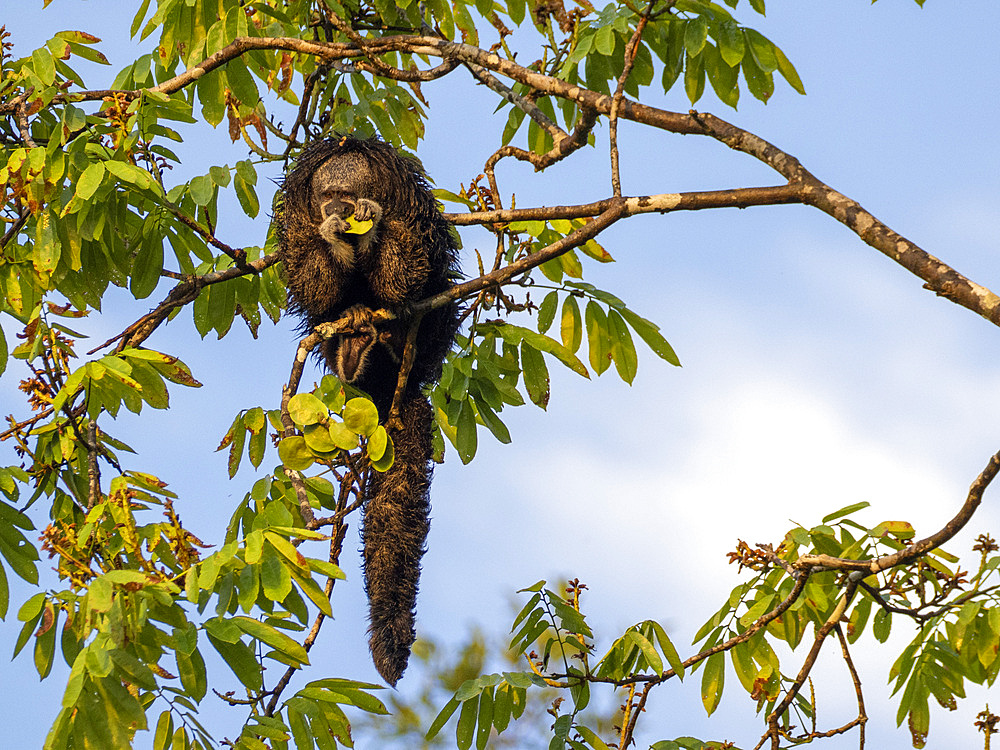 An adult Isabel's monk saki monkey, Pithecia isabela, feeding in a tree within the Pacaya Samiria Preserve, Peru.