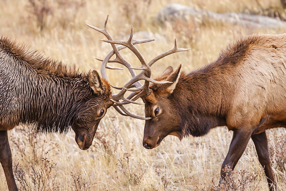 Bull elk (Cervus canadensis) fighting in rut in Rocky Mountain National Park, Colorado, United States of America, North America 