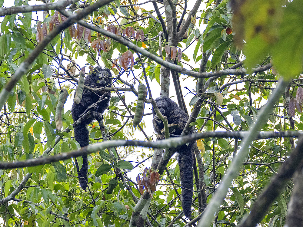 A pair of adult Isabel's monk saki monkeys, Pithecia isabela, feeding in a tree within the Pacaya Samiria Preserve, Peru.