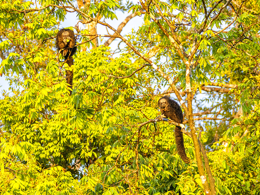 A pair of adult Isabel's monk saki monkeys, Pithecia isabela, feeding in a tree within the Pacaya Samiria Preserve, Peru.