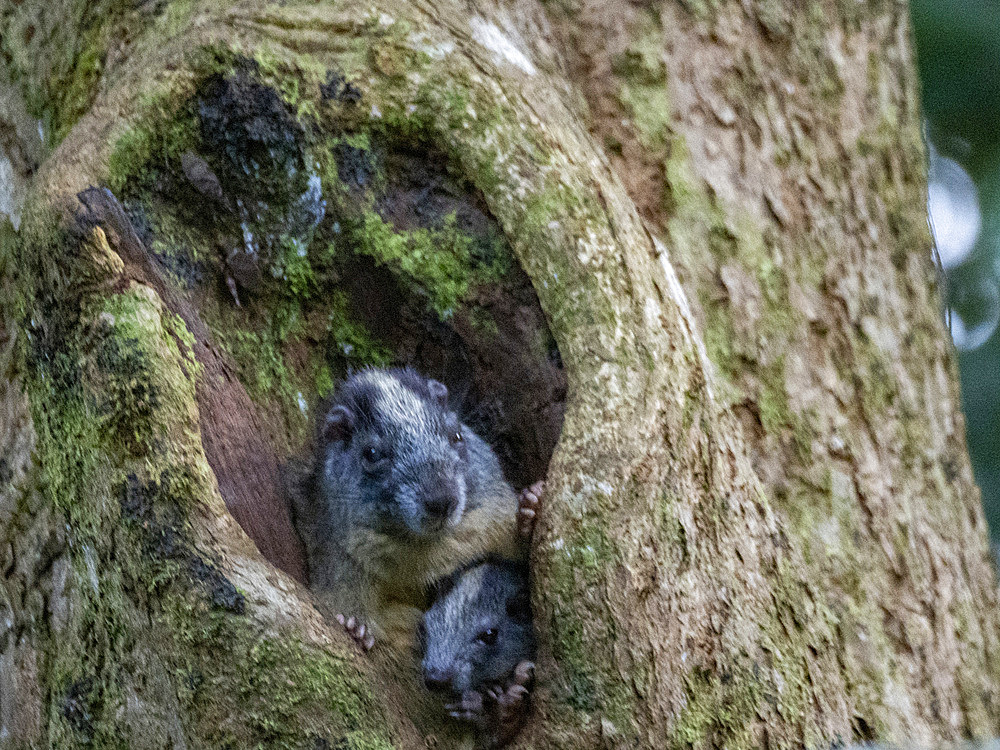 A pair of adult yellow-crowned brush-tailed rats, Isothrix bistriata, living in a tree within the Pacaya Samiria Preserve, Peru.