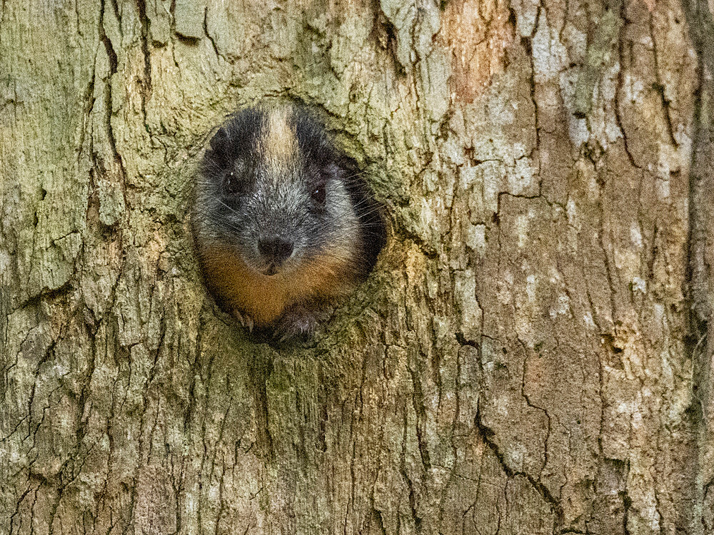 An adult yellow-crowned brush-tailed rat, Isothrix bistriata, living in a tree within the Pacaya Samiria Preserve, Peru.