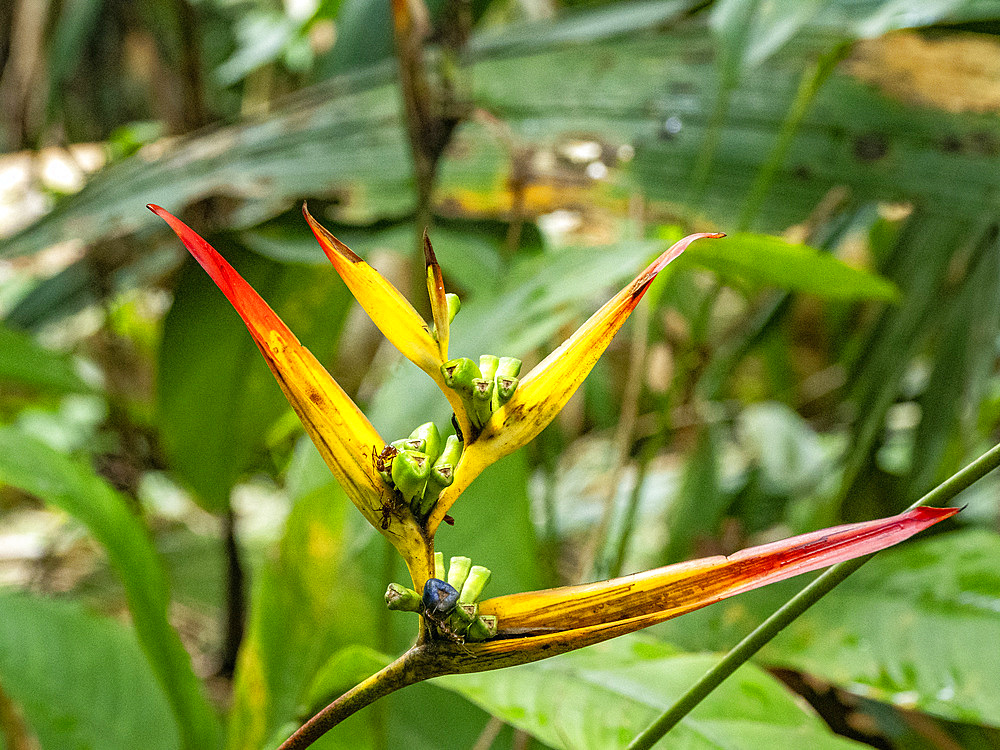 A heliconia plant, Heliconia hirsuta, deep within the Pacaya Samiria Preserve, Peru.