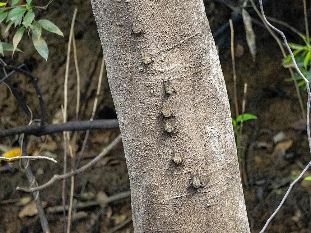 Adult proboscis bats, Rhynchonycteris naso, roosting during the day deep within the Pacaya Samiria Preserve, Peru.