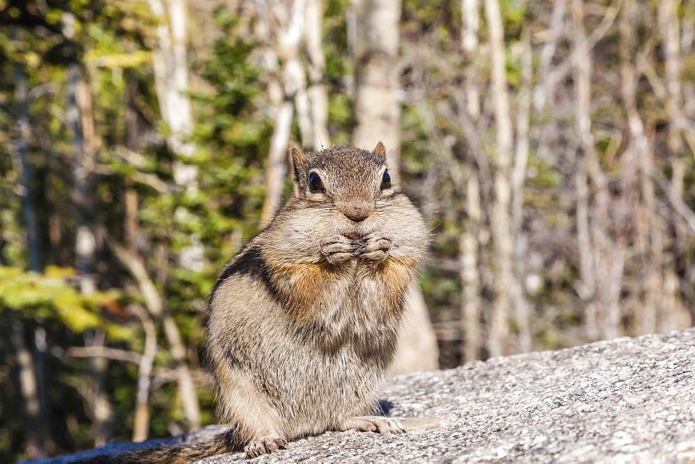 An adult golden-mantled ground squirrel (Callospermophilus lateralis) feeding in Rocky Mountain National Park, Colorado, United States of America, North America 