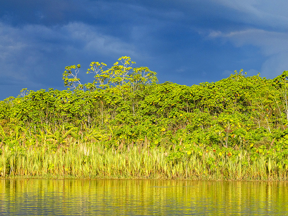 Foliage along the shoreline in a national park deep within the Pacaya Samiria Preserve, Peru.