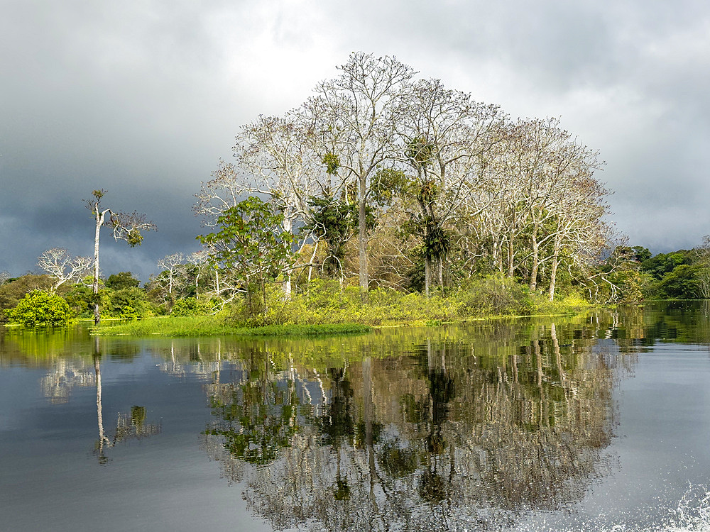 Foliage along the shoreline in a national park deep within the Pacaya Samiria Preserve, Peru.