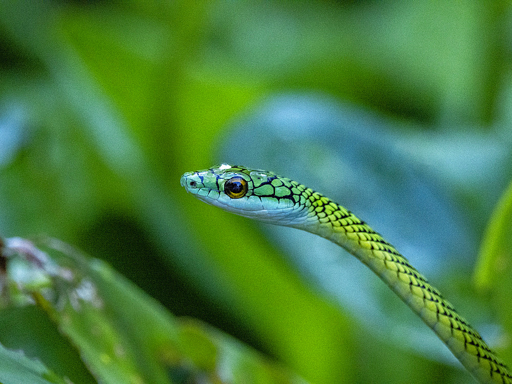 Adult black-skinned parrot snake, Leptophis ahaetulla nigromarginatus, deep within the Pacaya Samiria Preserve, Peru.
