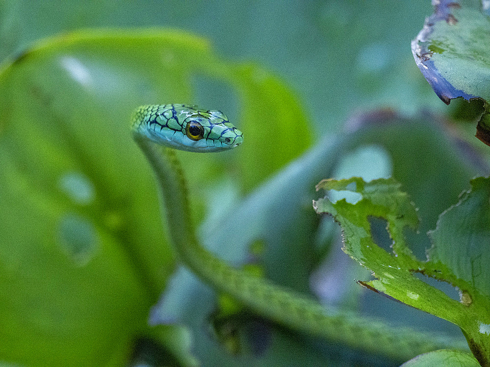 Adult black-skinned parrot snake, Leptophis ahaetulla nigromarginatus, deep within the Pacaya Samiria Preserve, Peru.