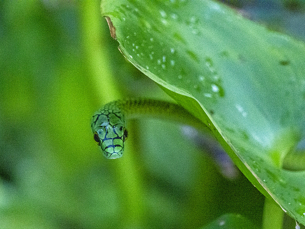 Adult black-skinned parrot snake, Leptophis ahaetulla nigromarginatus, deep within the Pacaya Samiria Preserve, Peru.