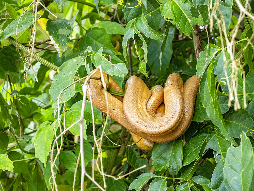 Adult garden tree boa, Corallus constrictor, curled up on a tree deep within the Pacaya Samiria Preserve, Peru.