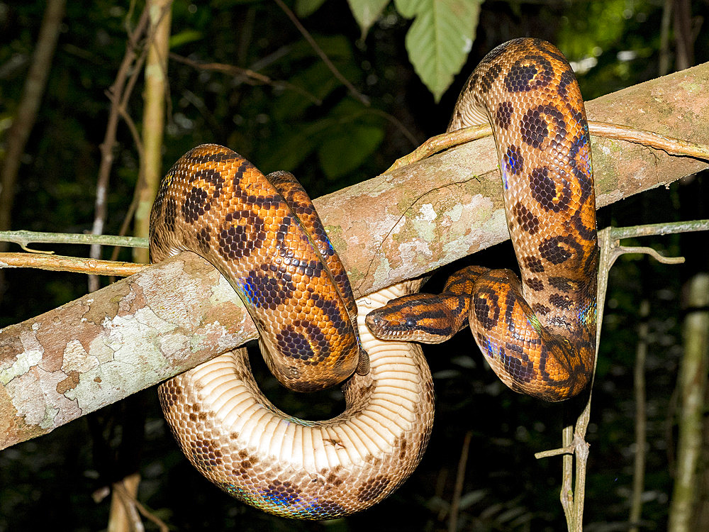 Adult rainbow boa, Epicrates cenchria, caught by a local guide on Tierra Firma on the Marañon River, Peru.