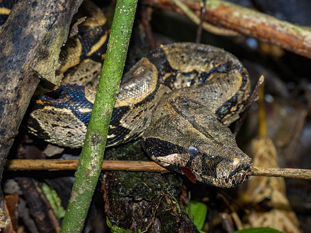 Adult red-tailed boa, Boa constrictor constrictor, caught by a local guide on Tierra Firma on the Marañon River, Peru.
