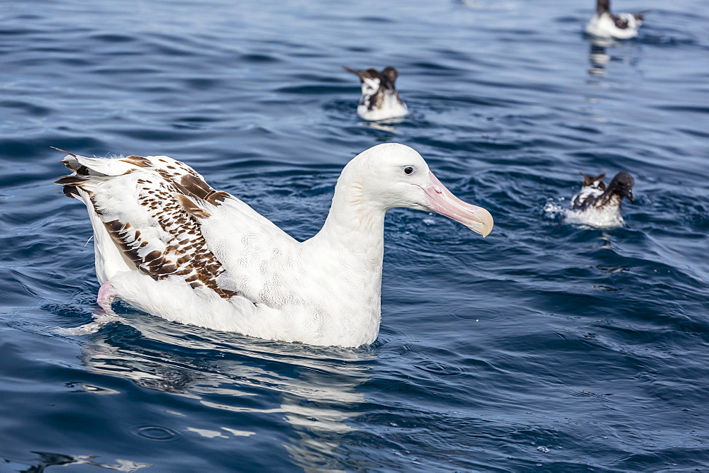 Wandering albatross (Diomedea exulans) in calm seas off Kaikoura, South Island, New Zealand, Pacific 