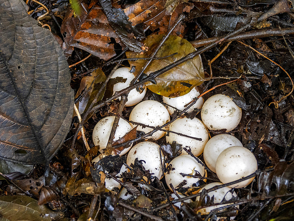 Amazonian mata mata, Chelus fimbriata, clutch of eggs on Tierra Firma on the Marañon River, Peru.