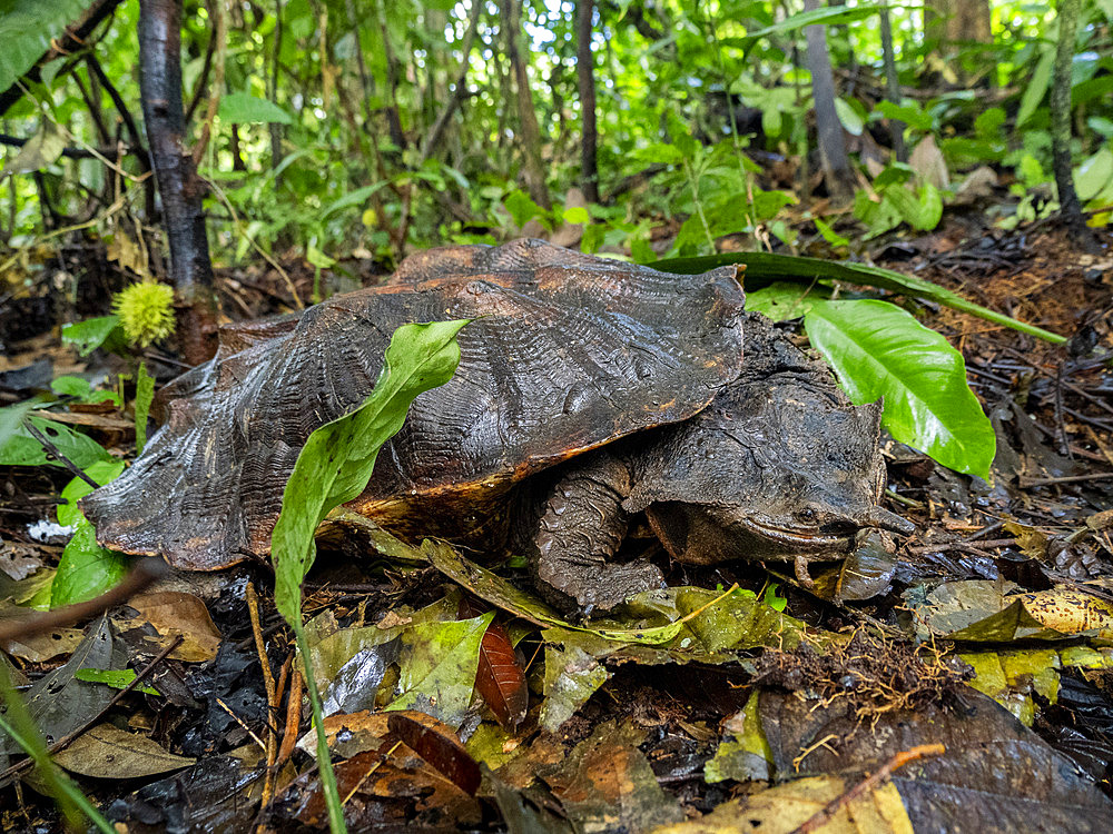 Adult female Amazonian mata mata, Chelus fimbriata, on Tierra Firma on the Marañon River, Peru.
