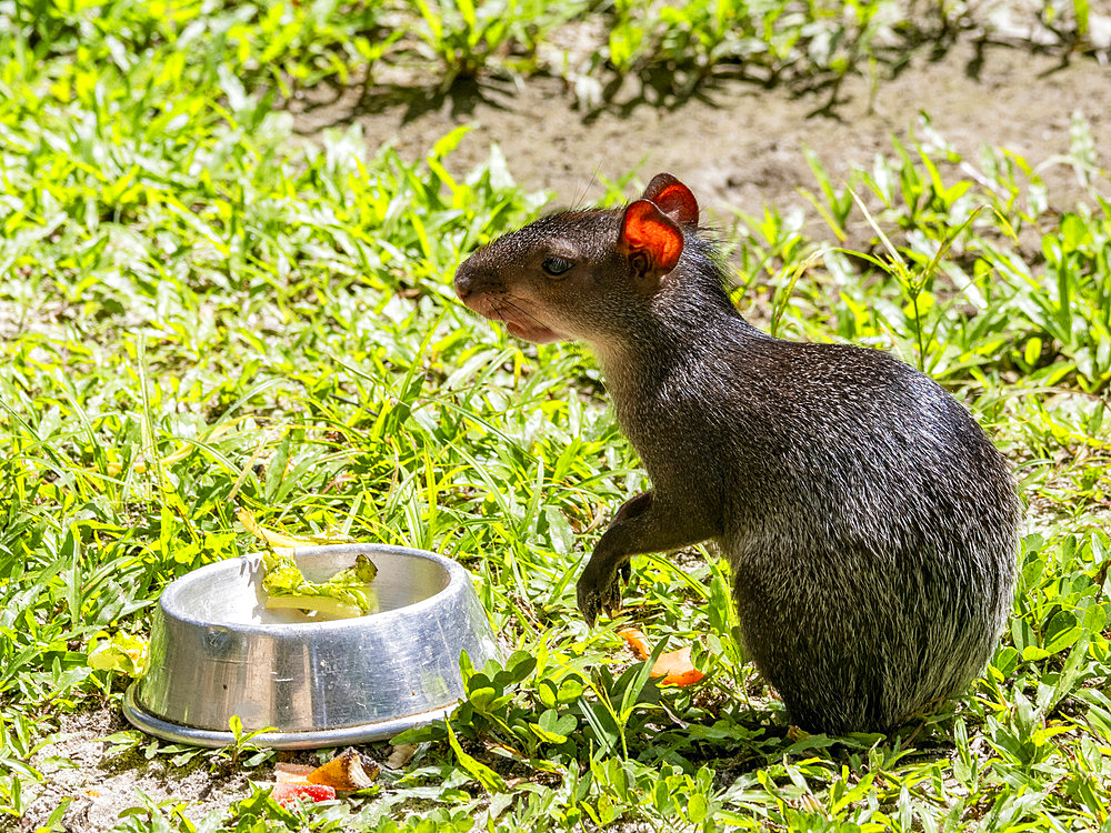 A captive adult black agouti, Dasyprocta fuliginosa, at the Dallas Manatee Rescue Center, Iquitos, Peru.