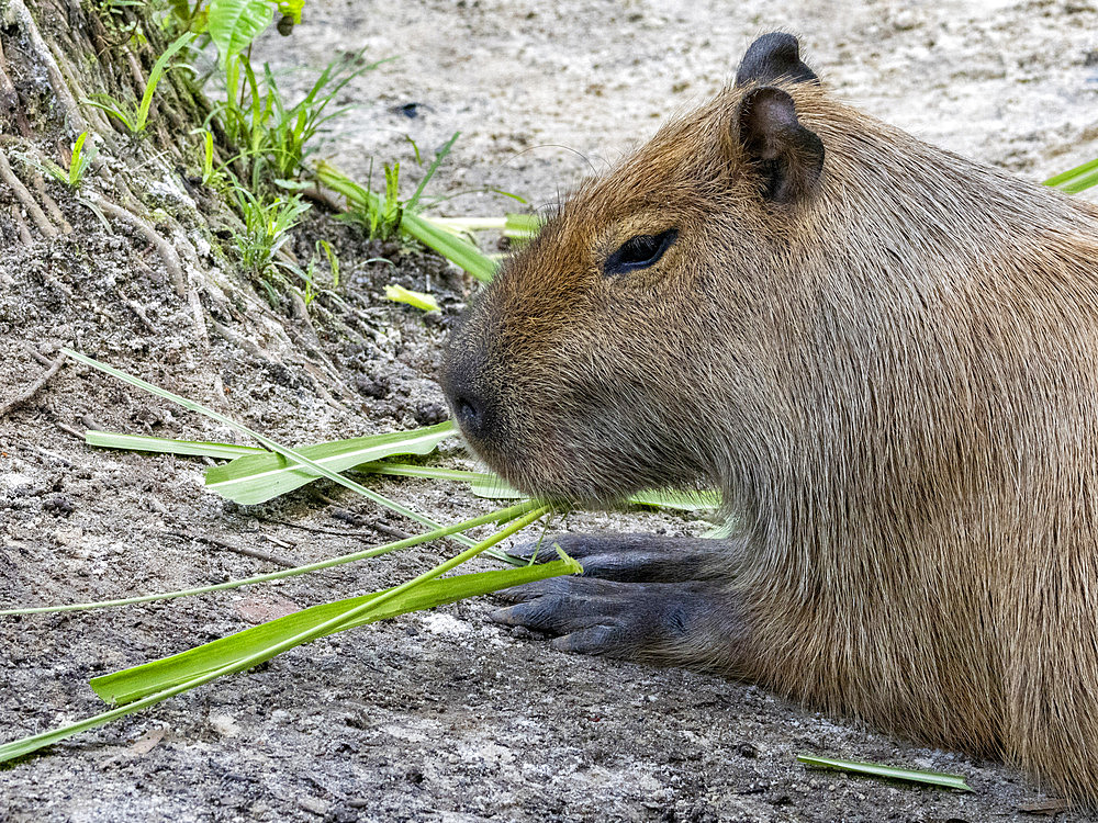 A captive adult capybara, Hydrochoerus hydrochaeris, feeding at the Dallas Manatee Rescue Center, Iquitos, Peru.