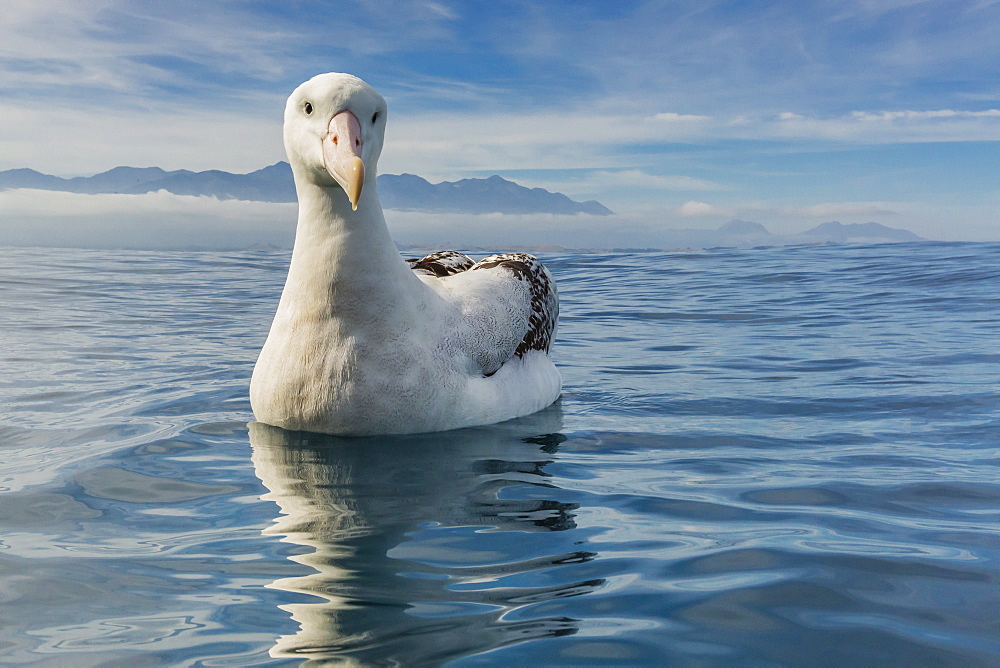 Wandering albatross (Diomedea exulans) in calm seas off Kaikoura, South Island, New Zealand, Pacific 