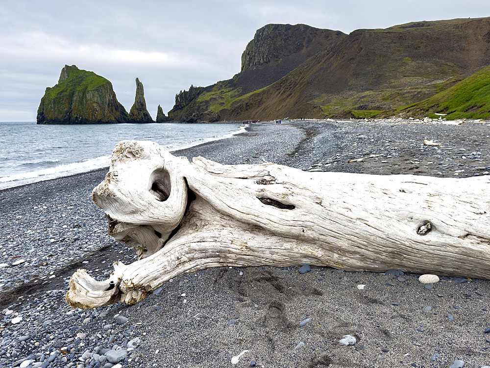 Driftwood on the beach on Saint Mathew Island, Alaska.