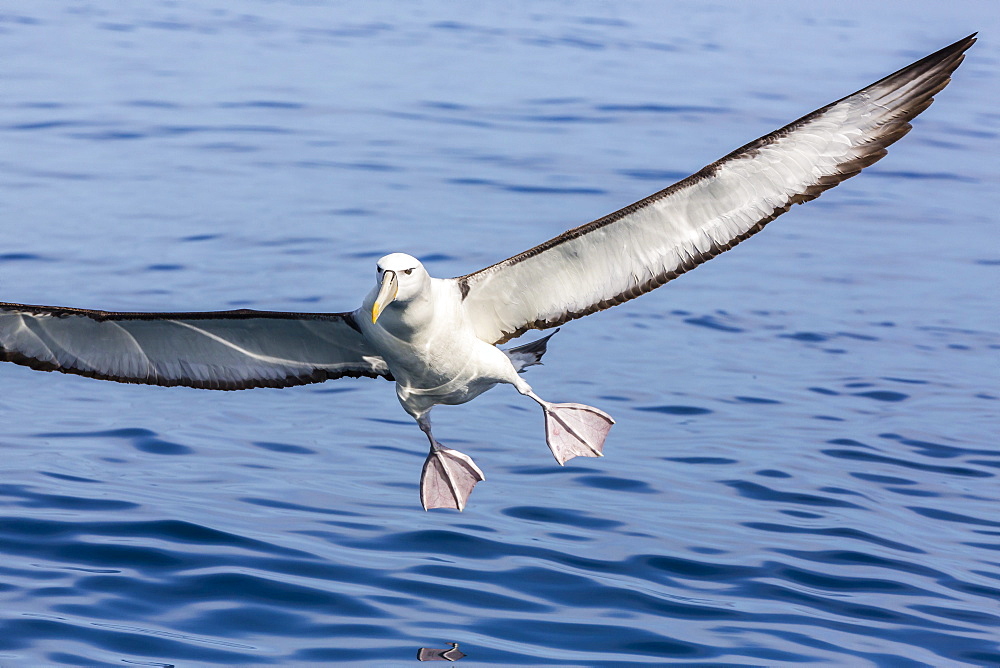 White-capped albatross (Thalassarche steadi) landing at bait bucket off Kaikoura, South Island, New Zealand, Pacific 