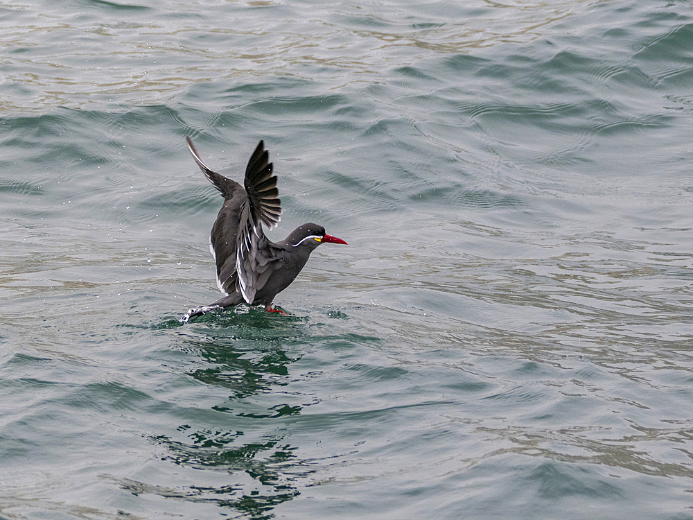 An adult Inca tern, Larosterna inca, taking flight from the ocean in the Palomino Islands, Lima, Peru.