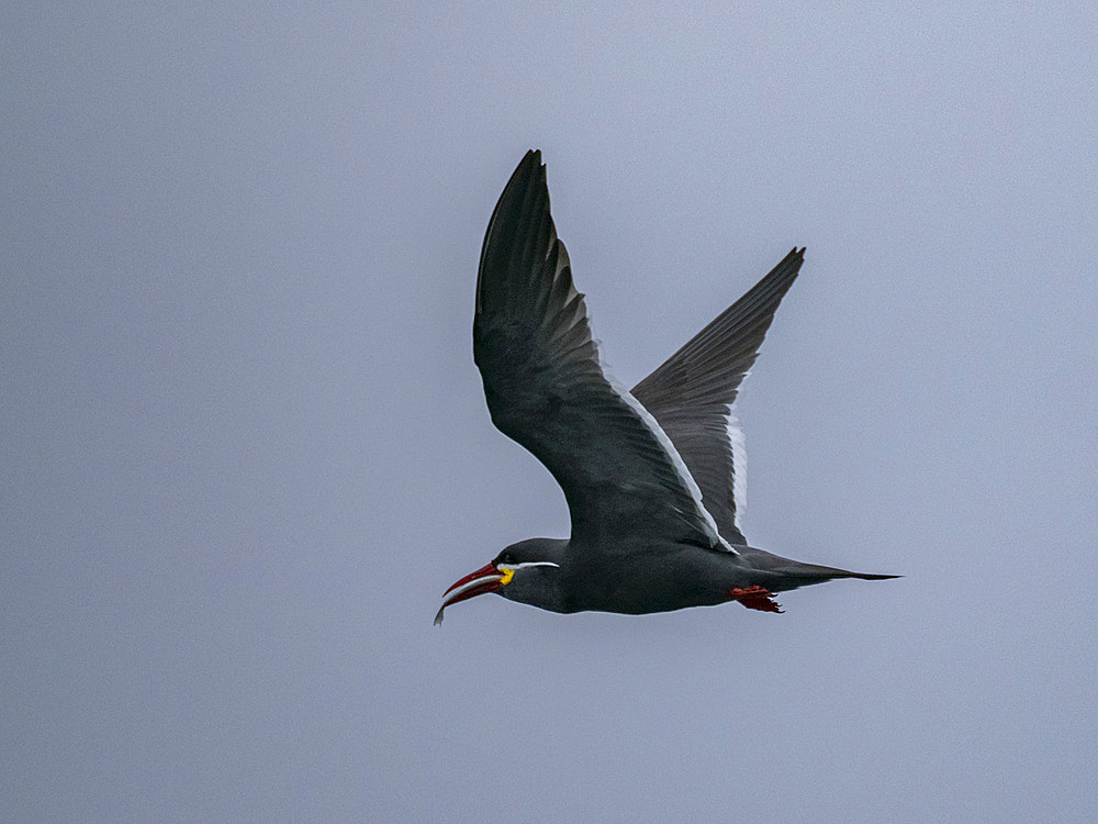 An adult Inca tern, Larosterna inca, in flight with a fish in its bill in the Palomino Islands, Lima, Peru.