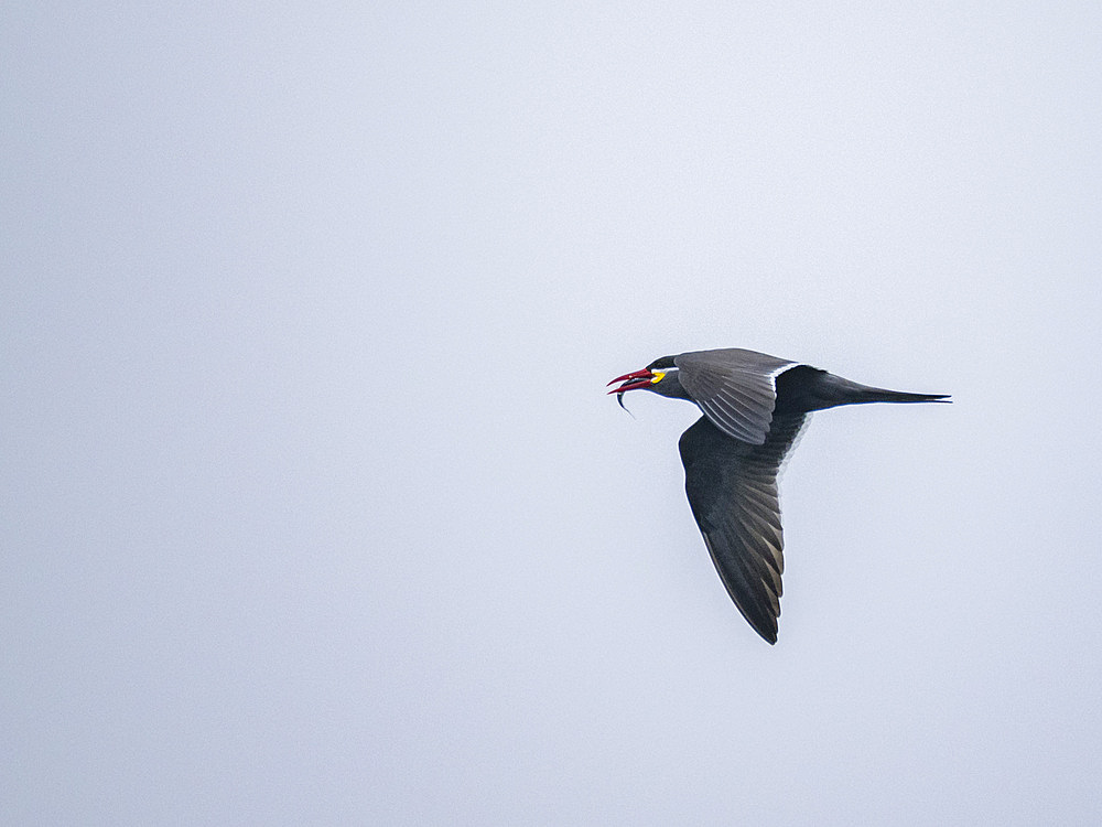 An adult Inca tern, Larosterna inca, in flight with a fish in its bill in the Palomino Islands, Lima, Peru.