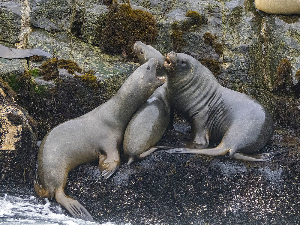 South American sea lions, Otaria flavescens, in a breeding colony in the Palomino Islands, just outside Lima, Peru.