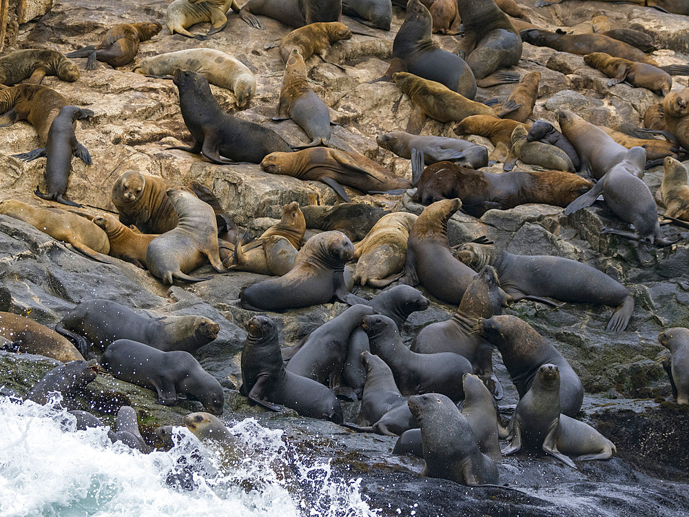South American sea lions, Otaria flavescens, in a breeding colony in the Palomino Islands, just outside Lima, Peru.