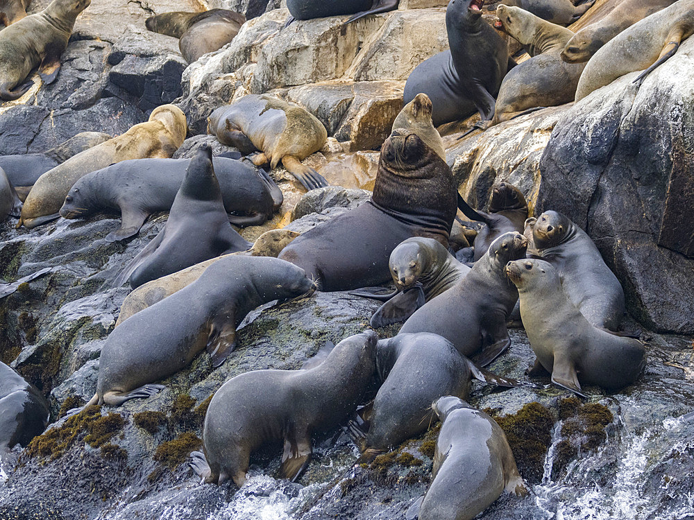South American sea lions, Otaria flavescens, in a breeding colony in the Palomino Islands, just outside Lima, Peru.