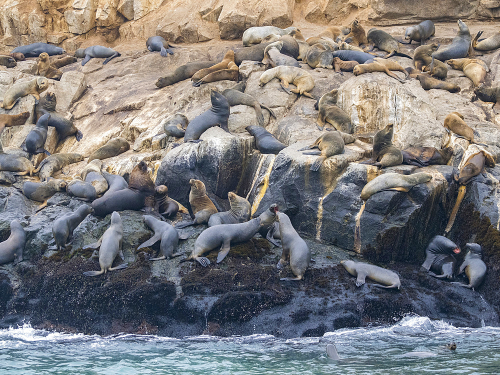 South American sea lions, Otaria flavescens, in a breeding colony in the Palomino Islands, just outside Lima, Peru.