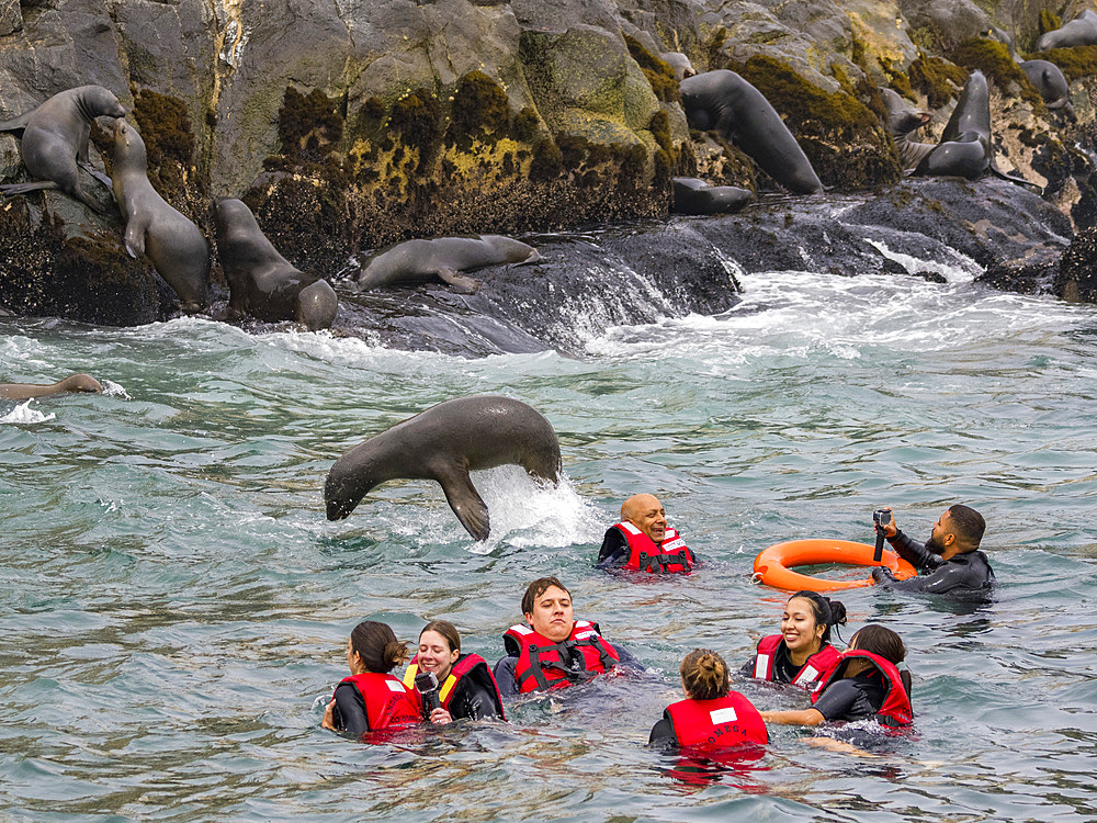 Curious South American sea lions, Otaria flavescens, with tourists in the Palomino Islands, just outside Lima, Peru.
