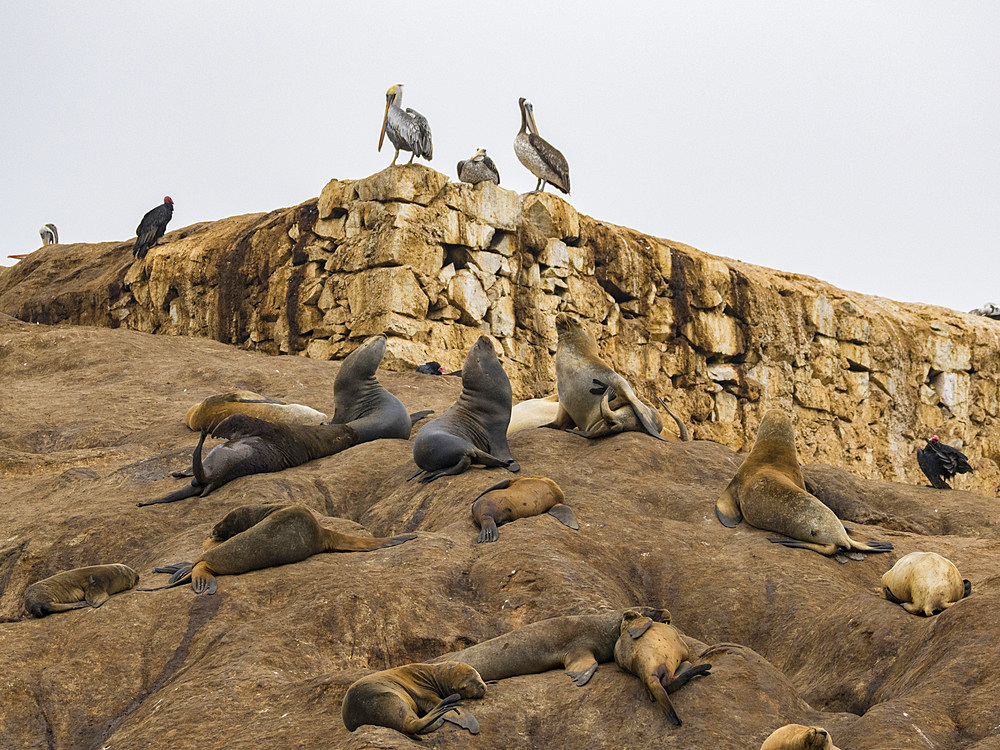 South American sea lions, Otaria flavescens, in a breeding colony in the Palomino Islands, just outside Lima, Peru.