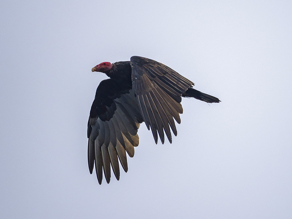 An adult turkey vulture, Cathartes aura, in flight in the Palomino Islands, just outside Lima, Peru.
