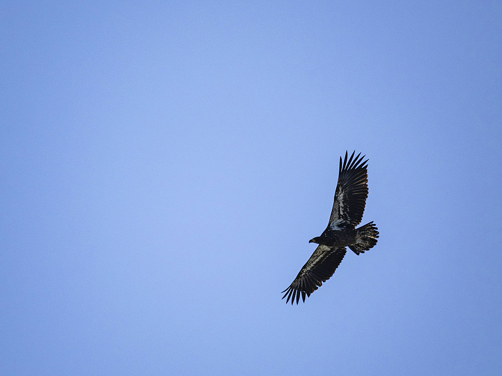 A juvenile bald eagle, Haliaeetus leucocephalus, taking flight in Hall Bay, Atka Island, Alaska.