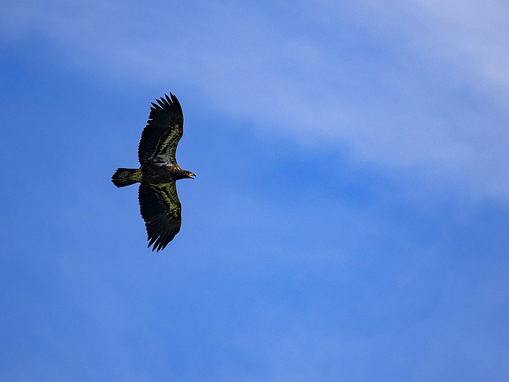 A juvenile bald eagle, Haliaeetus leucocephalus, taking flight in Hall Bay, Atka Island, Alaska.