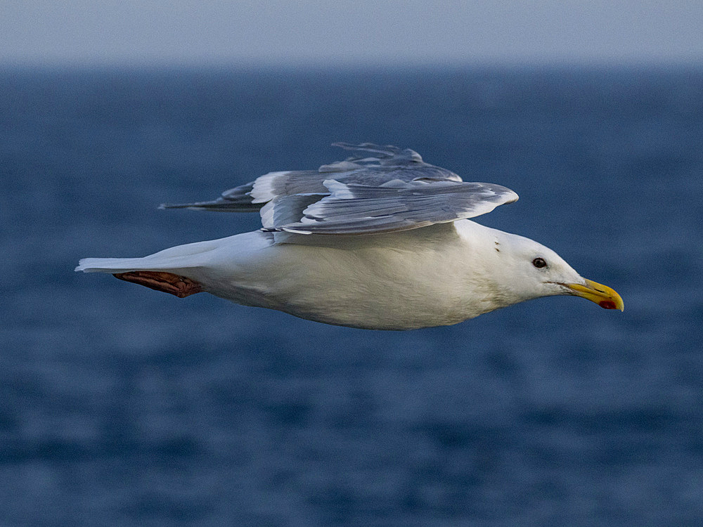 Adult glaucous-winged gull, Larus glaucescens, in flight in the Baby Islands, Bering Sea, Alaska.