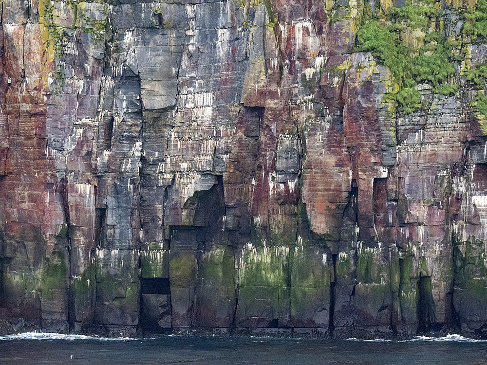 Nesting cliffs of common murre, Uria aalge, and thick-billed murre, Uria lomvia, in the Aleutian Islands, Alaska.