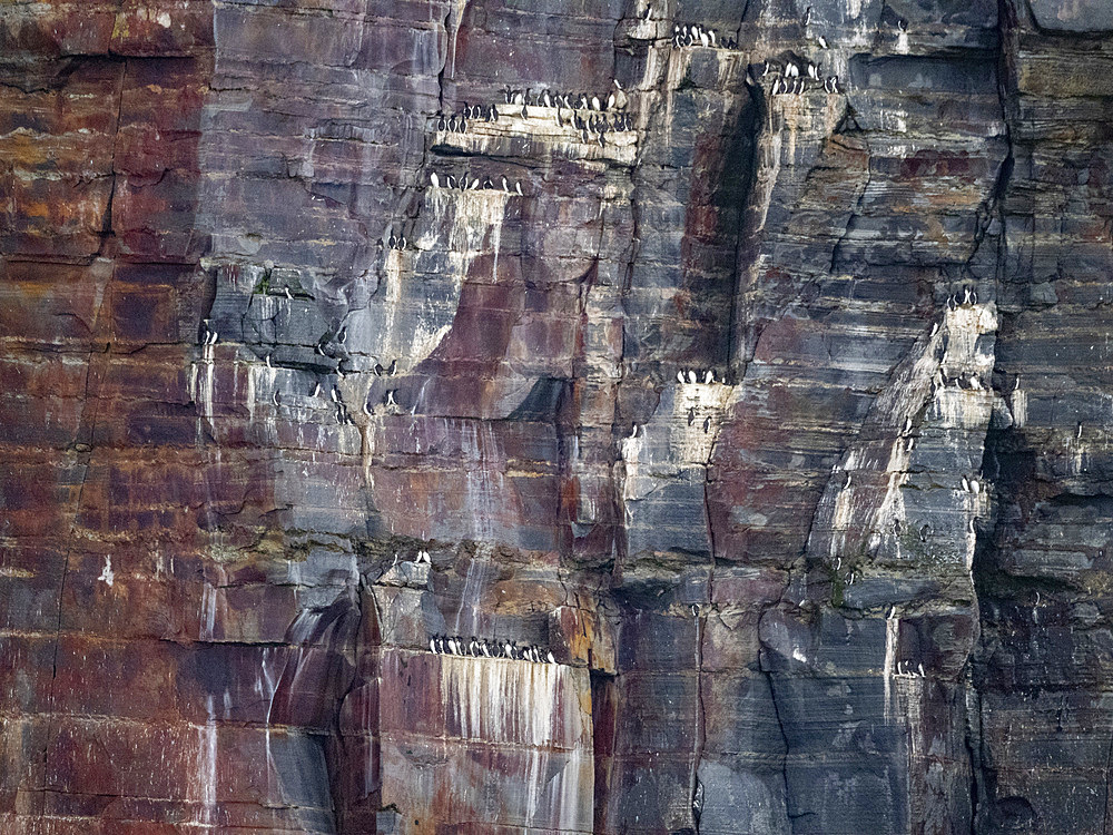 Nesting cliffs of common murre, Uria aalge, and thick-billed murre, Uria lomvia, in the Aleutian Islands, Alaska.