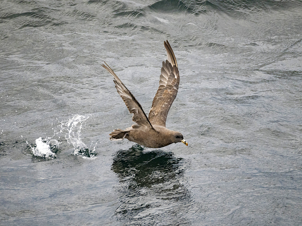 An adult northern fulmar, Fulmarus glacialis, taking flight in the Baby Islands, Aleutian Islands, Alaska.