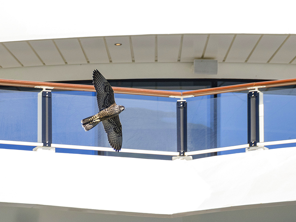 An adult peregrine falcon, Falco peregrinus, flying around the National Geographic Resolution, Atka Island, Alaska.