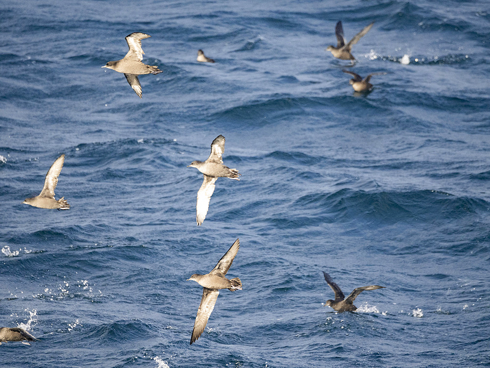 A huge flock of short-tailed shearwaters, Ardenna tenuirostris, in the Baby Islands, Bering Sea, Alaska.
