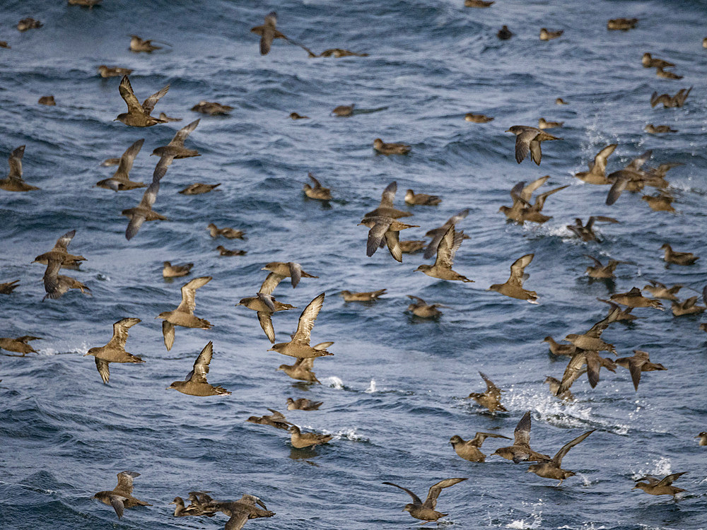 A huge flock of short-tailed shearwaters, Ardenna tenuirostris, in the Baby Islands, Bering Sea, Alaska.